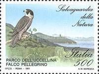 Peregrine Falcon (Falco peregrinus)