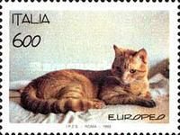 Tabby Cat (Felis silvestris catus)