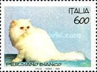 Persian White Cat (Felis silvetris catus)