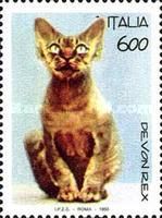 Devon Rex Cat (Felis silvestris catus)