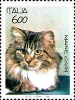 Maine Coon Cat (Felis silvestris catus)