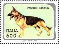 German Shepherd (Canis lupus familiaris)