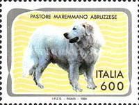 Maremma Sheepdog (Canis lupus familiaris)