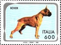 German Boxer (Canis lupus familiaris)