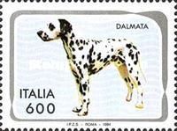 Dalmatian (Canis lupus familiaris)