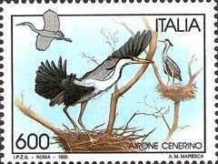 Grey Heron (Ardea cinerea)