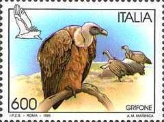 Griffon Vulture (Gyps fulvus)