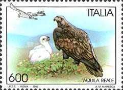 Golden Eagle (Aquila chrysaëtos)