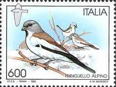 White-winged Snowfinch (Montifringilla nivalis)
