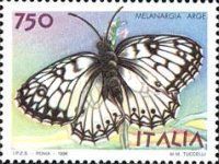 Italian Marbled White (Melanargia arge)