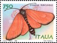 Fulvous Burnet (Zygaena rubicundus)