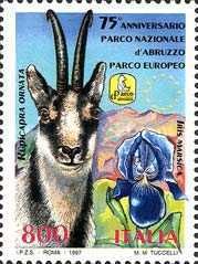Abruzzo Chamois (Rupicapra ornata), (Iris marsica)