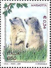 Alpine Marmot (Marmota marmota)