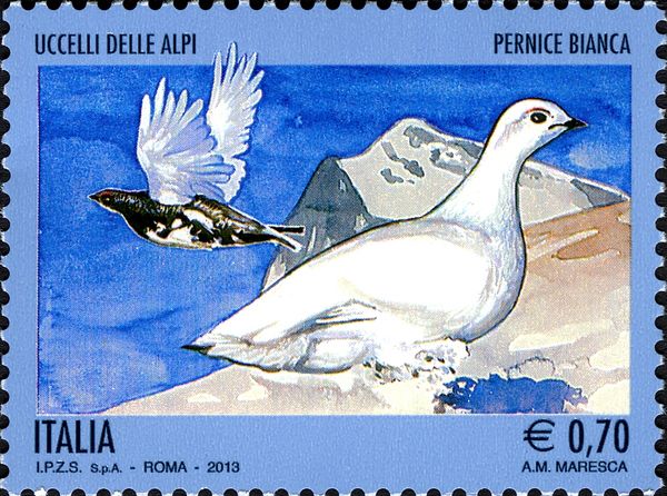 Rock Ptarmigan (Lagopus mutus)