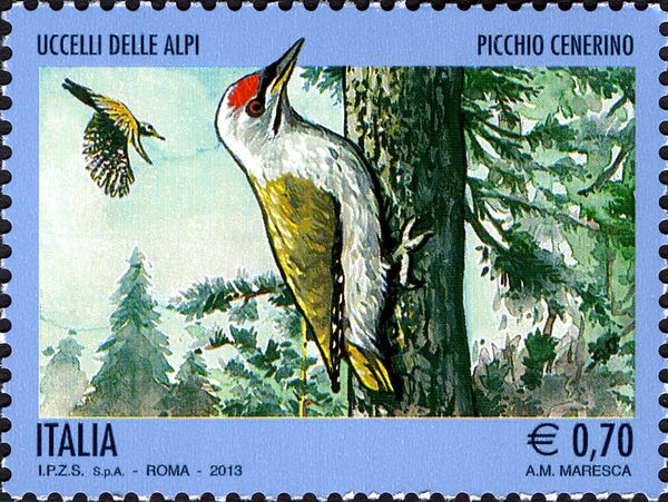 Grey-headed Woodpecker (Picus canus)