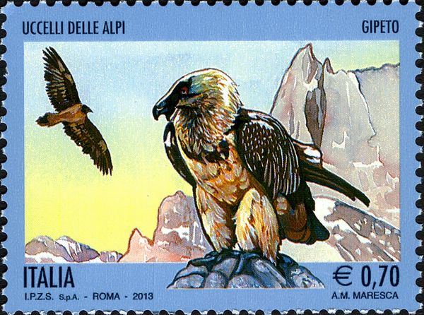 Bearded Vulture (Gypaetus barbatus)