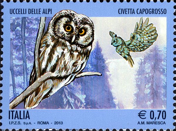Boreal Owl (Aegolius funereus)