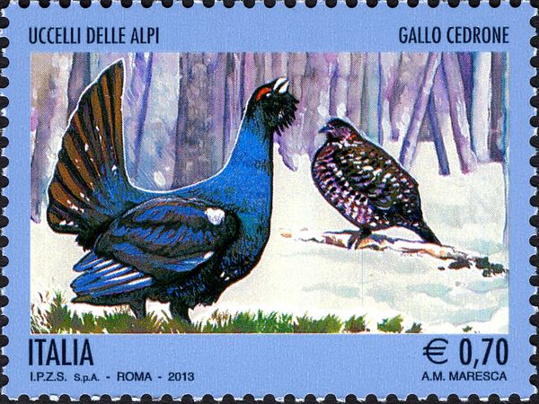 Western Capercaillie (Tetrao urogallus)
