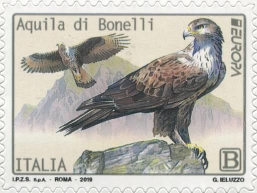 Bonelli's Eagle (Aquila fasciata)