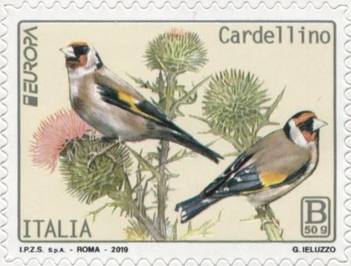Goldfinch (Carduelis carduelis)