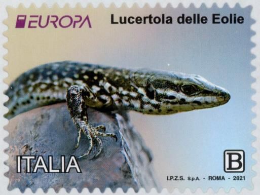 Aeolian Wall Lizard (Podarcis raffonei)