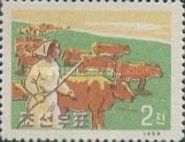 Cattle Herd (Bos primigenius taurus)