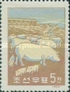 Pig (Sus scrofa domestica)