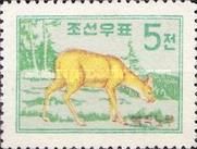Water Deer (Hydropotes inermis)