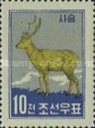 Sika Deer (Cervus nippon)