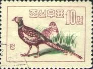 Common Korean Pheasant (Phasianus colchicus karpowi) 