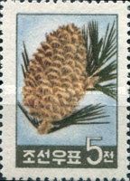 Korea pine