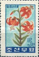 Lilium amabile