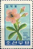 Rhododendron (Rhododendron schlippenbachii)