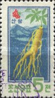 Wild Ginseng