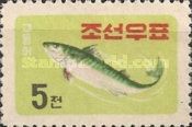 Pacific Chub Mackerel (Scomber japonicus)