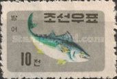 Yellowfin Tuna (Thynnus macropterus)
