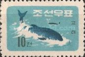 Sei Whale (Balaenoptera borealis)
