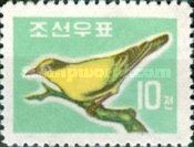 Black-naped Oriole (Oriolus chinensis)