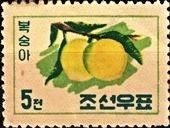 Plum (Prunus salicina)
