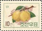 Persimmons (Diospyros kaki)