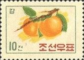 Sand Pear (Pyrus pyrifolia)