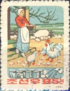 Woman with chickens and pigs, cans