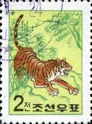 Amur Tiger (Panthera tigris altaica)