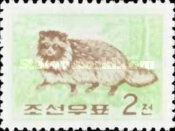 Raccoon Dog (Nyctereutes procyonoides) 