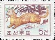 Siberian Weasel (Mustela sibirica)