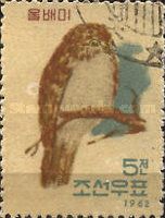 Northern Boobook (Ninox japonica)