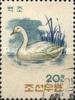 Tundra Swan (Cygnus columbianus)