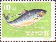Konoshiro Gizzard Shad (Clupanodon punctatus)