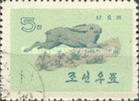 Korean Hare (Lepus coreanus)