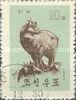 Goral (Naemorhedus goral)